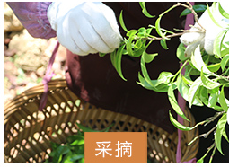 采摘.png
